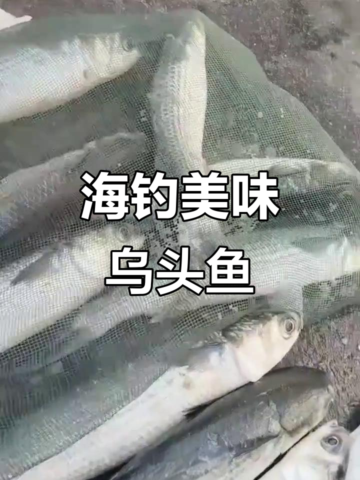 野生乌头鱼与海鲈鱼的抢购大战,新鲜海鲜不容错过