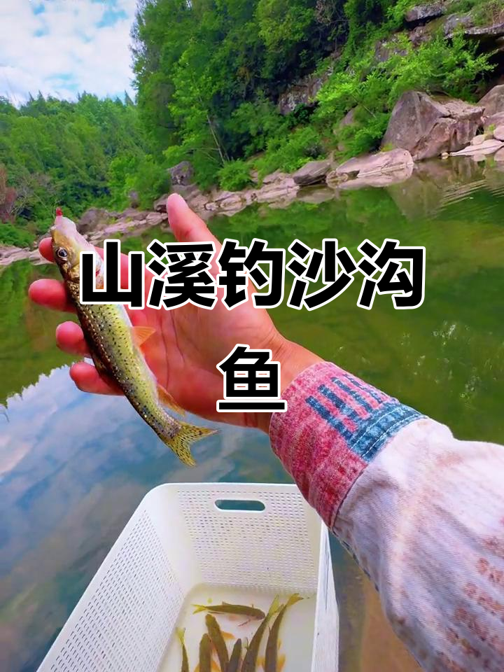 深山溪流钓沙沟鱼,意外收获细石斑和西施斑