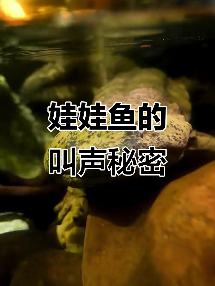娃娃鱼为何不叫?揭秘两栖动物的“啼哭”真相