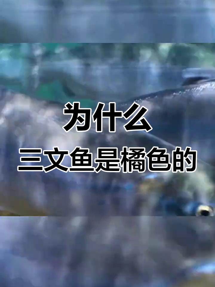 三文鱼肉为何是橙红色?天然虾青素揭秘