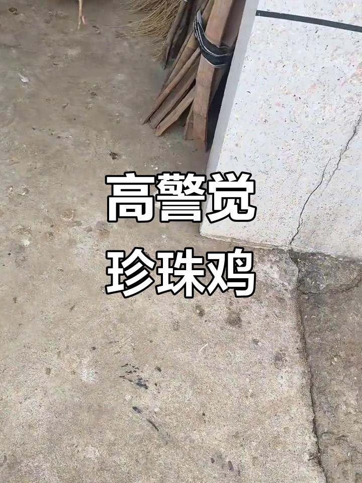 自家老母鸡孵的珍珠鸡,警惕性超高,人一靠近就藏起来