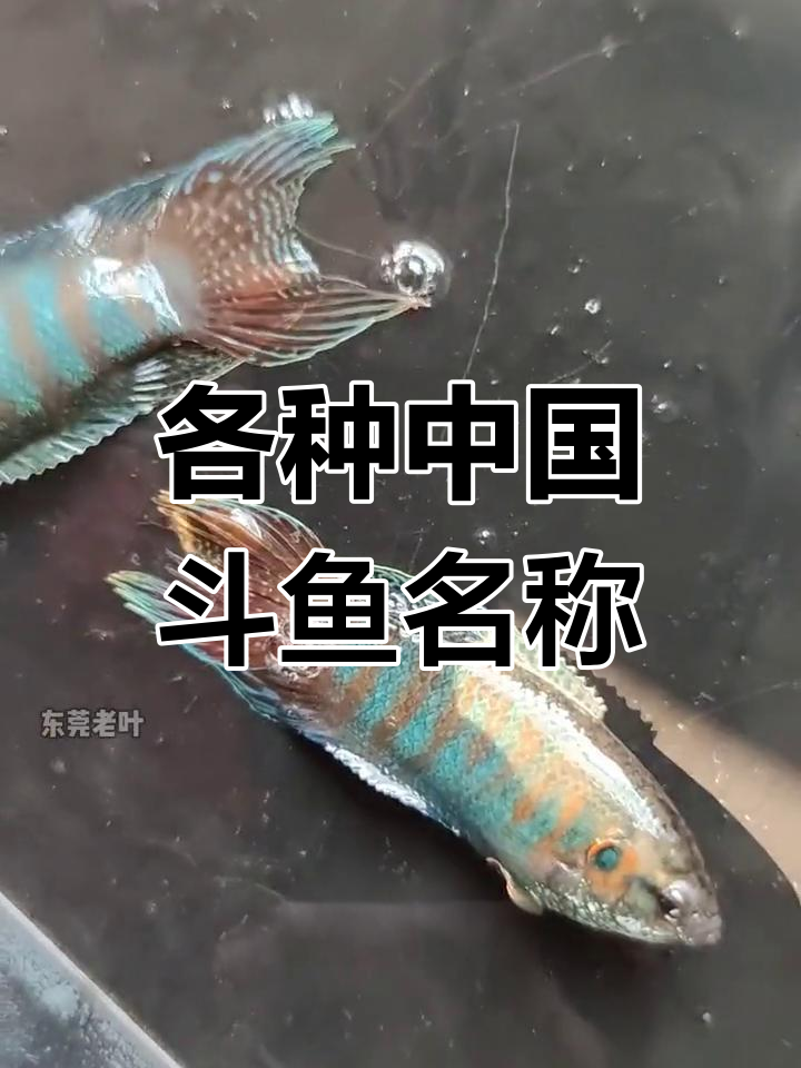 中国斗鱼种类大揭秘