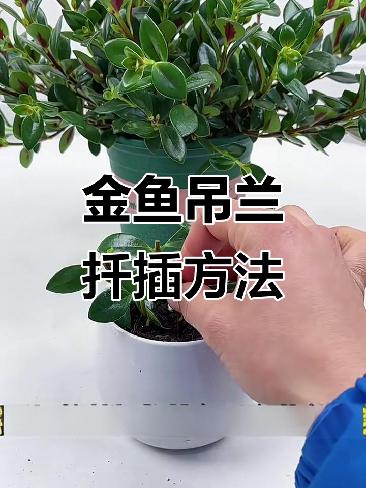 金鱼吊兰扦插技巧，轻松繁殖新植株