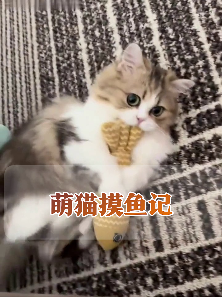 小奶猫碰瓷喊饭抱鱼睡，萌到心化的喵星日常！