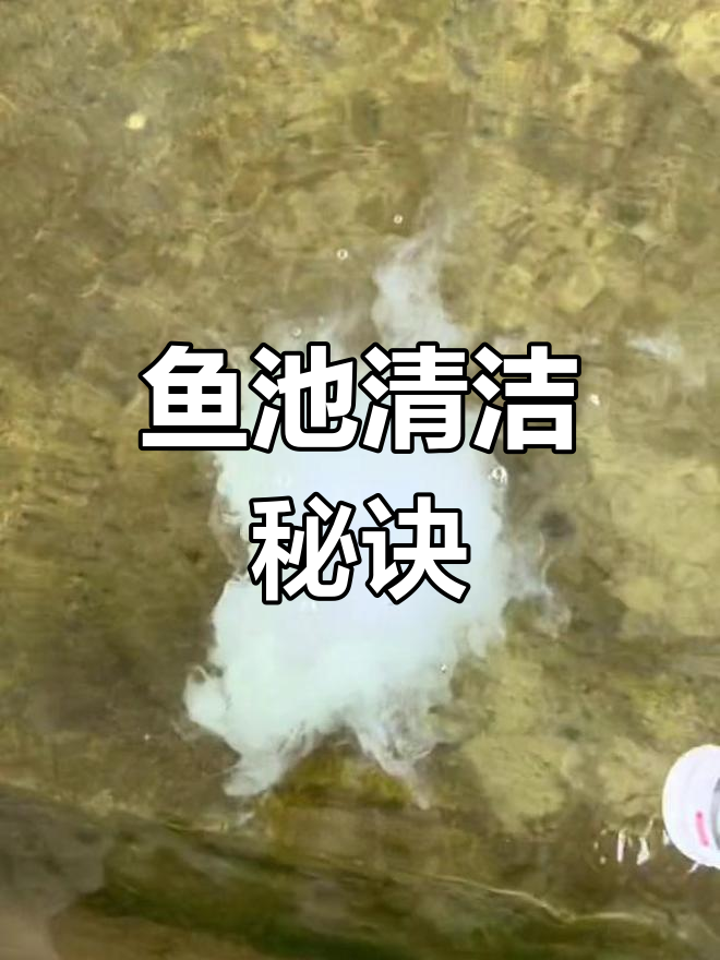 如何保持鱼池水清