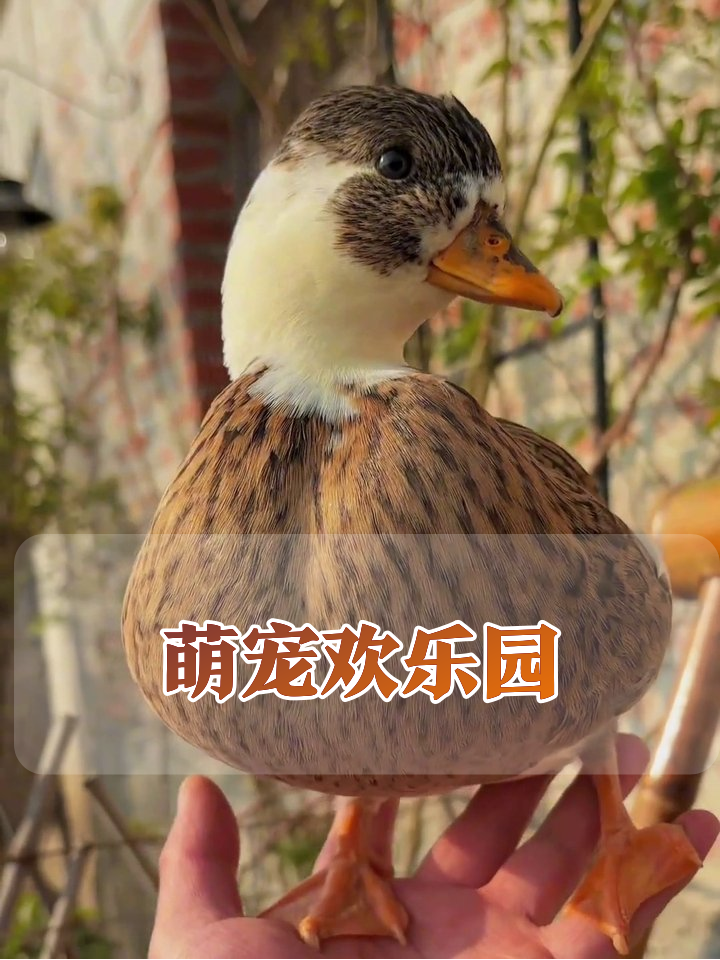 胖鸭萌鸡齐聚，每只都是行走的表情包！