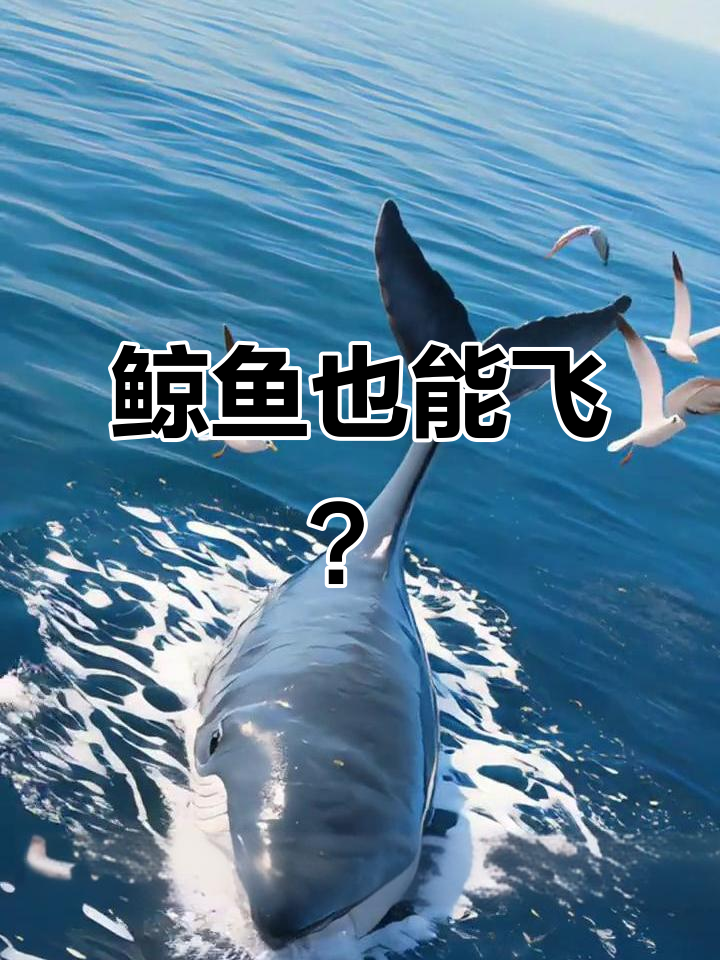 小鲸鱼泡泡学会飞行,挑战海鸥成功!