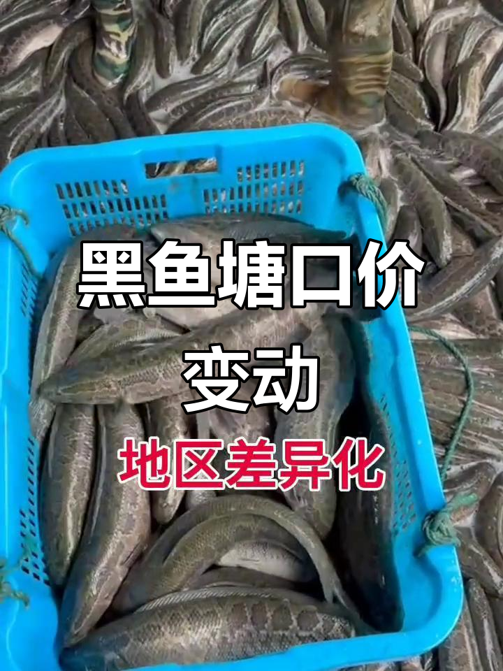 黑鱼价格波动分析:广东、浙江、江苏地区差异解析