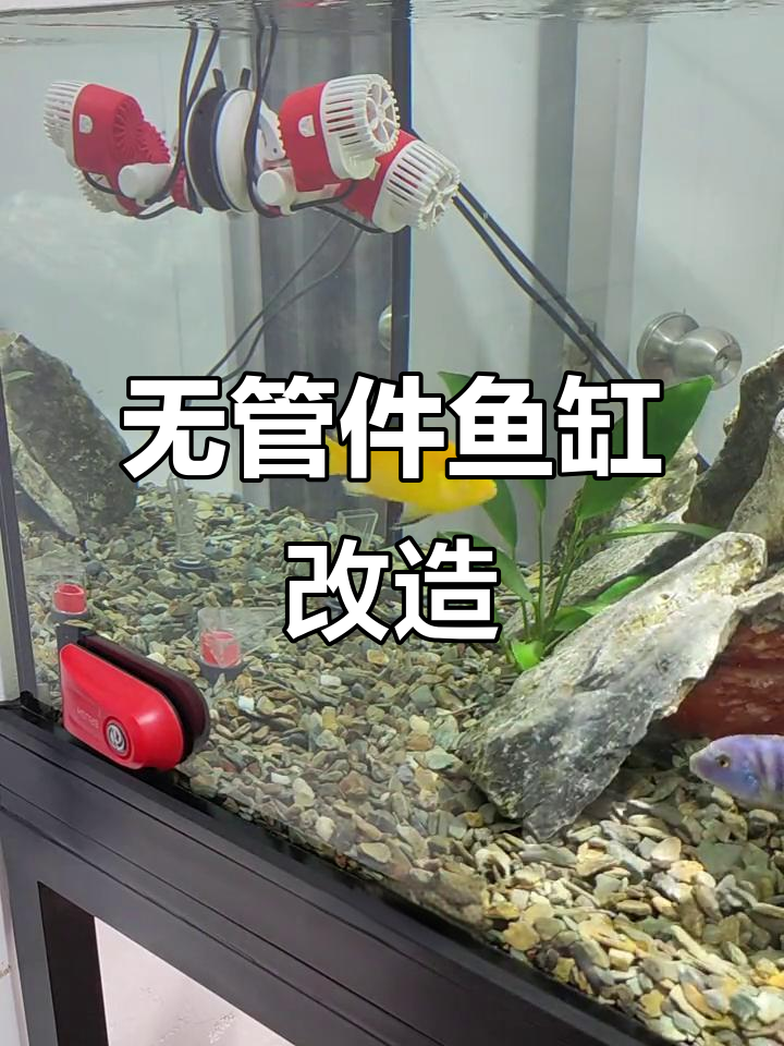 无管道溪流缸设计揭秘:双下水口与过滤系统完美结合