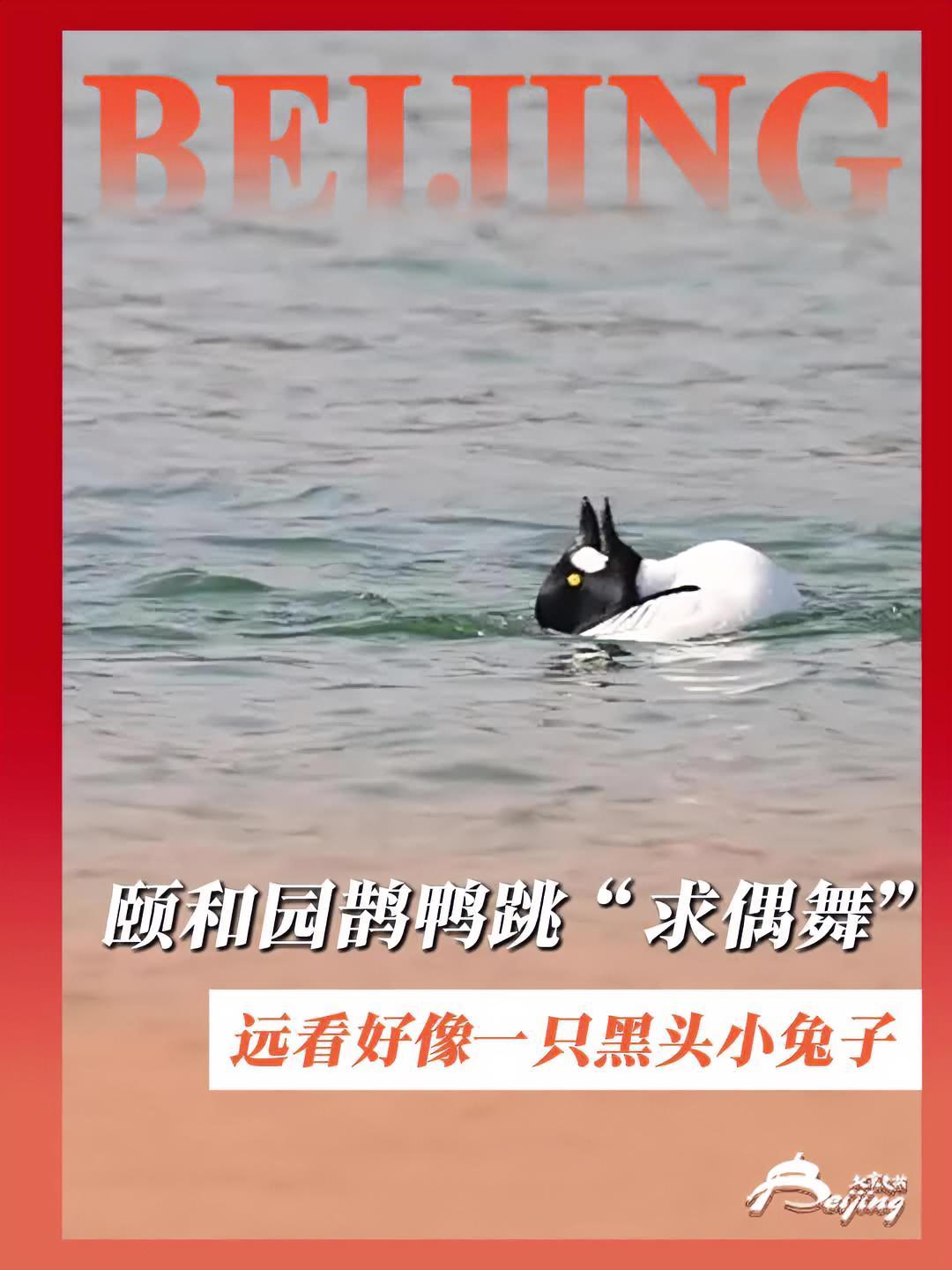 北京春日气温回暖,逐渐进入观鸟好时节。近日,颐和园鹊鸭上演“求偶舞”,远远看过去,水面上好