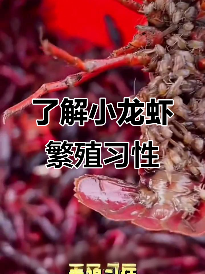 小龙虾抱卵高峰期揭秘,如何提高产卵量?