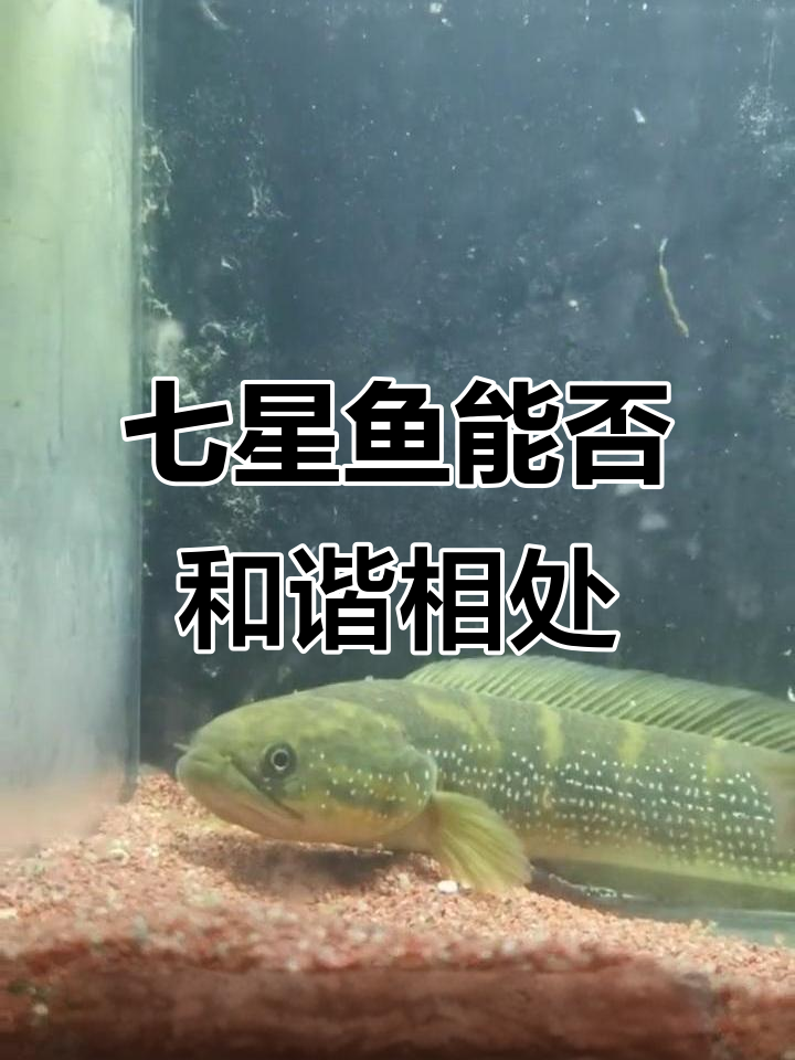 两条七星鱼能和平共处吗?不打架的秘密揭秘
