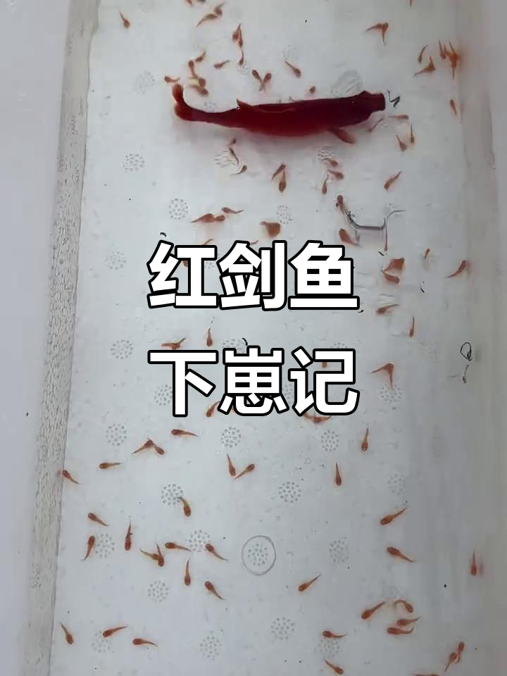 红剑鱼隔离期间竟然生崽了,真是太惊喜!