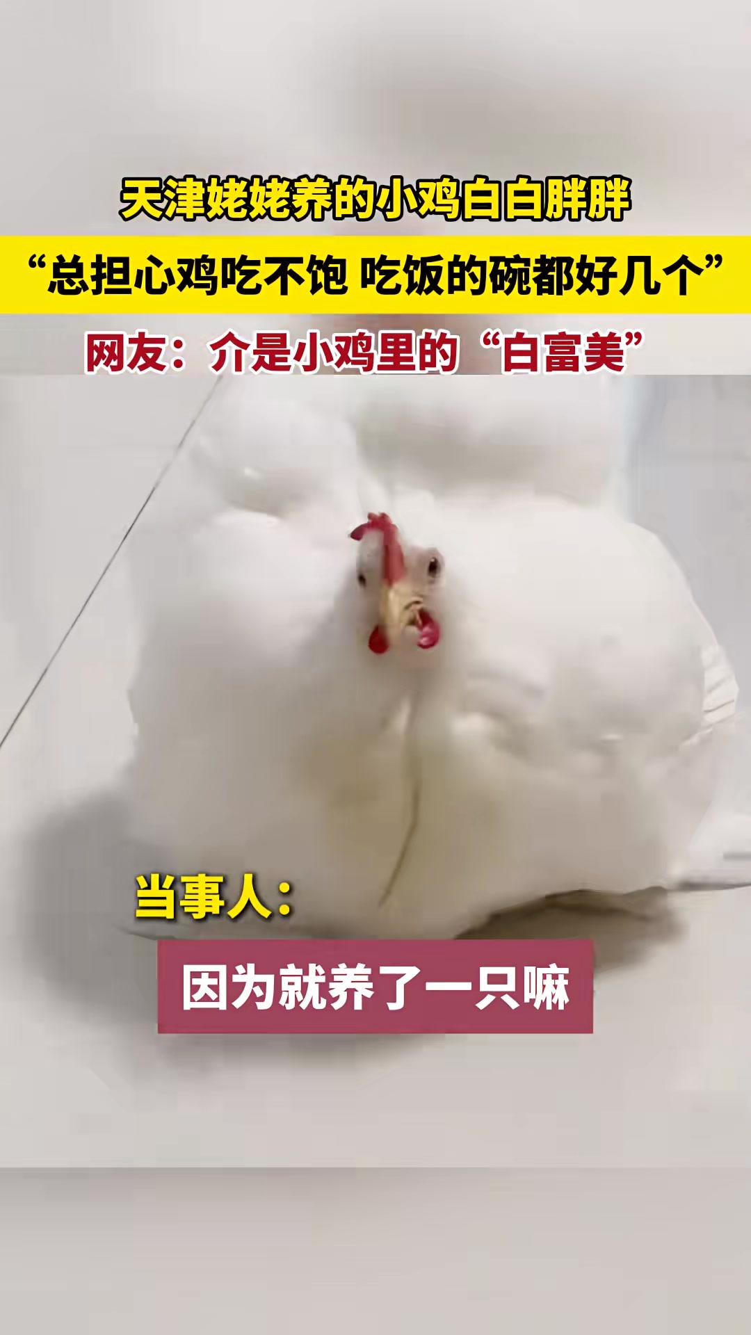 姥姥把小鸡养得圆滚滚，光是饭碗就有好几个万千宠爱集一身，网友：这妥妥鸡界的“白富美”！梨园