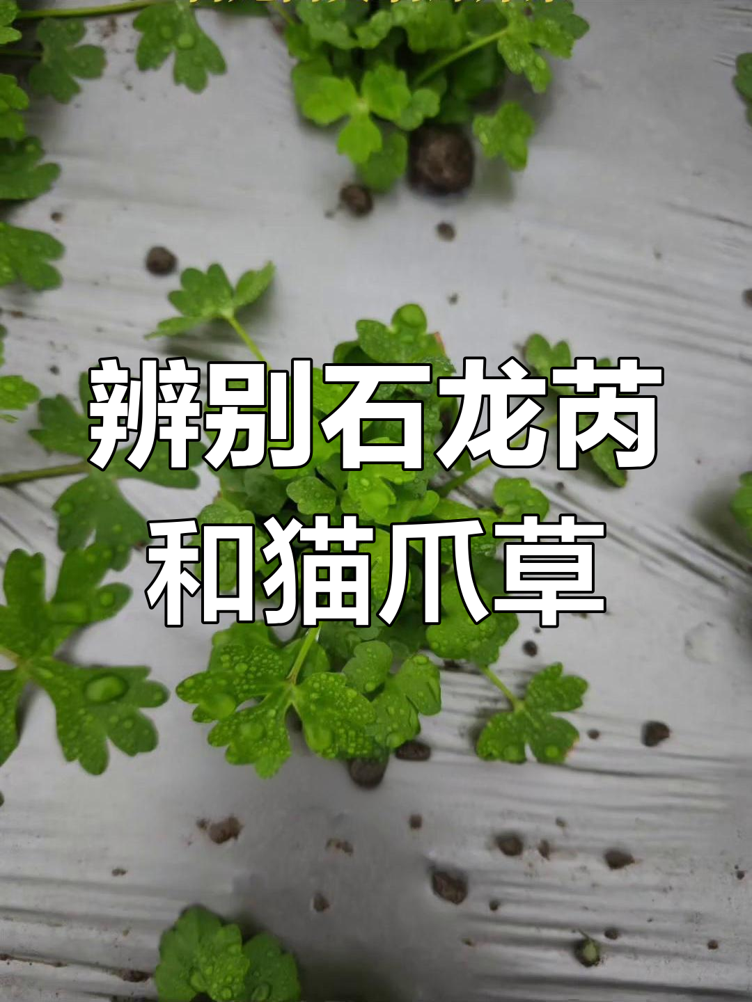 石龙芮与猫爪草的区别,如何分辨野芹菜和水芹菜