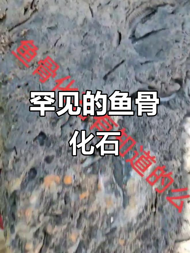 鱼骨化石揭秘:农村罕见奇石,考古学家才能懂