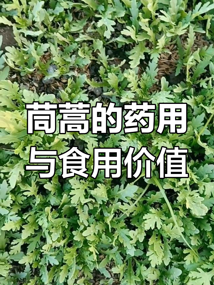 茼蒿:菊科草本植物,香气扑鼻的食用与药用双优选择