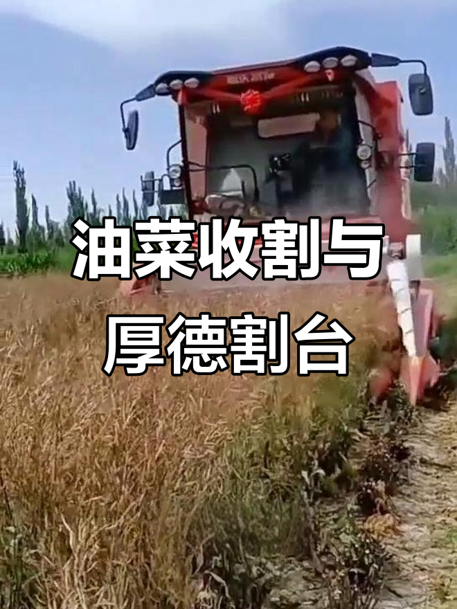 甘肃油菜收割现场,厚德割台全力作业