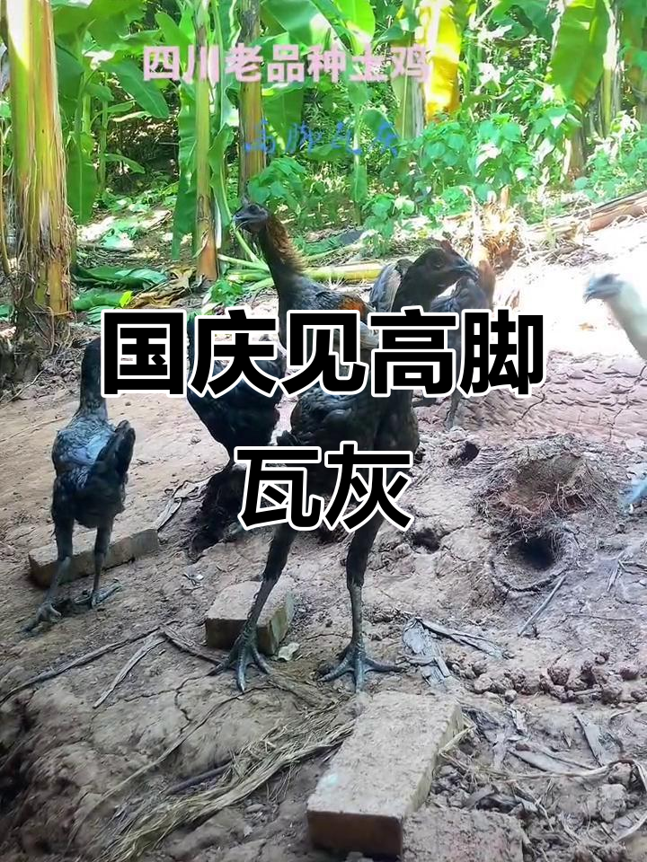 高脚瓦灰土鸡国庆后登场,品质优良值得期待