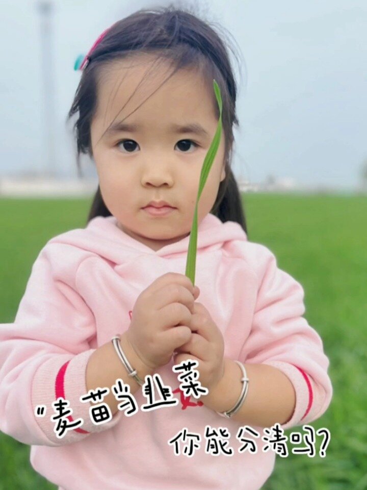 宝宝们的麦苗和韭菜你们可以分清楚吗~