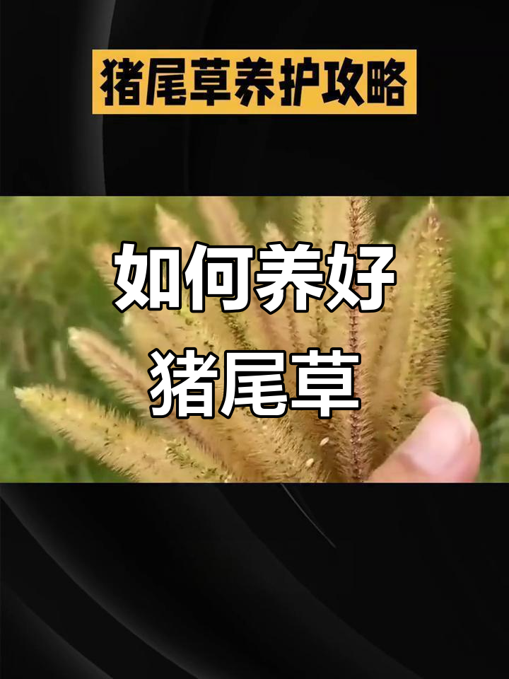 猪尾草养护全攻略:光照、浇水、施肥一网打尽