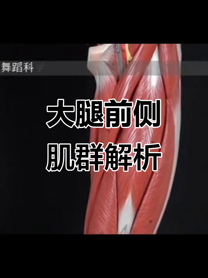 大腿前侧肌肉详解：从髋关节到膝关节的运动功能