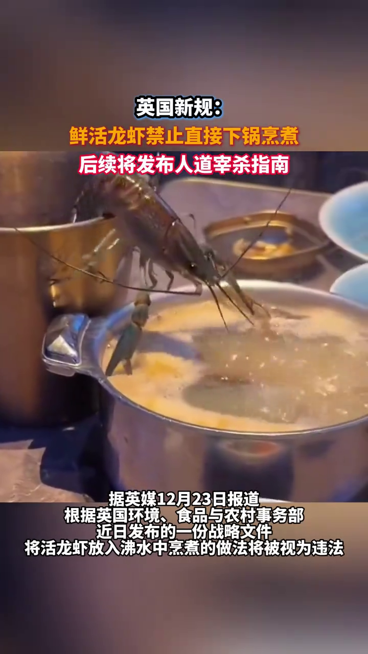 英国新规:鲜活龙虾禁止直接下锅烹煮