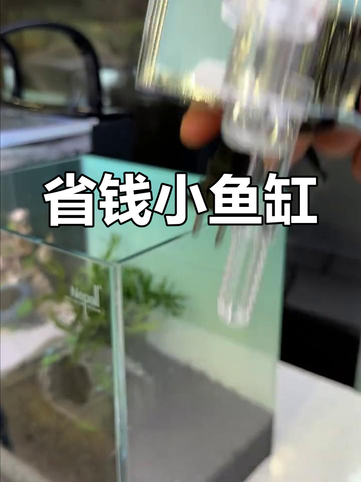 小鱼缸造景,省钱又实用,绿波过滤让水清如镜