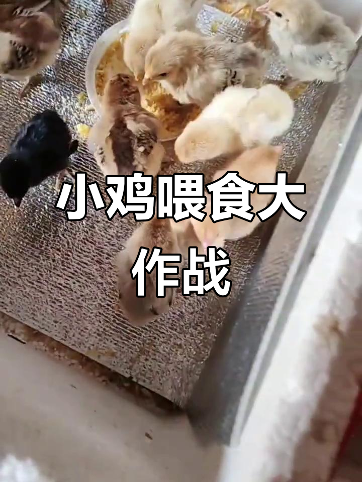 婆婆喂的小鸡,刀切七七八八的搞笑日常