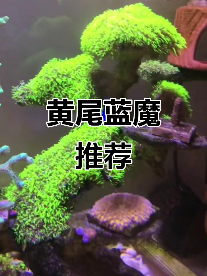 黄尾蓝魔，凶猛又易养，选小只更佳！