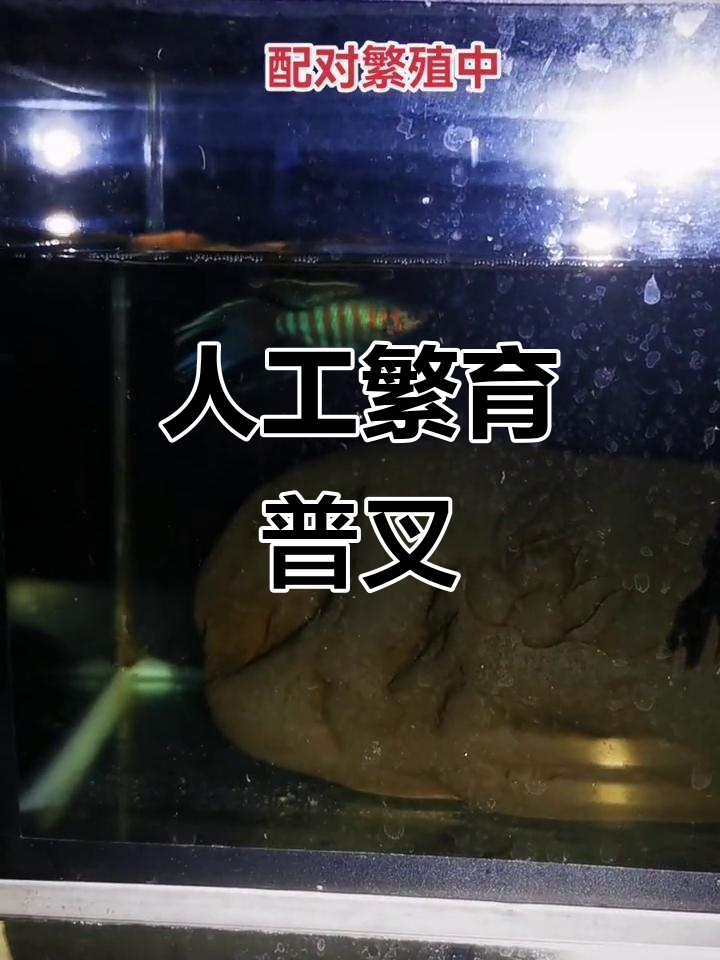人工繁殖普叉斗鱼,水族爱好者必看技巧