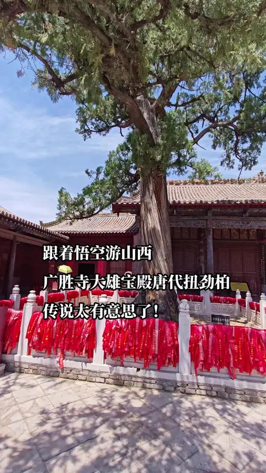 国保单位广胜寺唐代扭劲柏位于大雄宝殿前两侧千年古树古建筑之美旅行推荐官关于这两棵柏树,当地