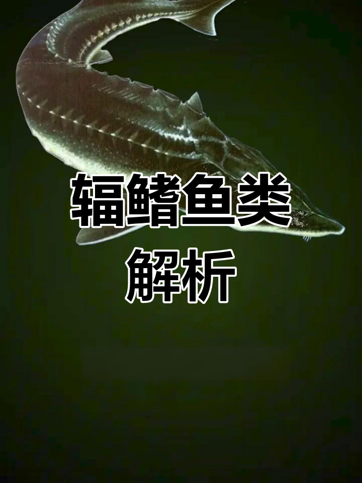 辐鳍亚纲:硬骨鱼中的最大类群