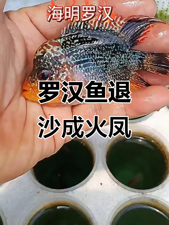 火凤蜕变全过程揭秘,从普通罗汉到惊艳变身