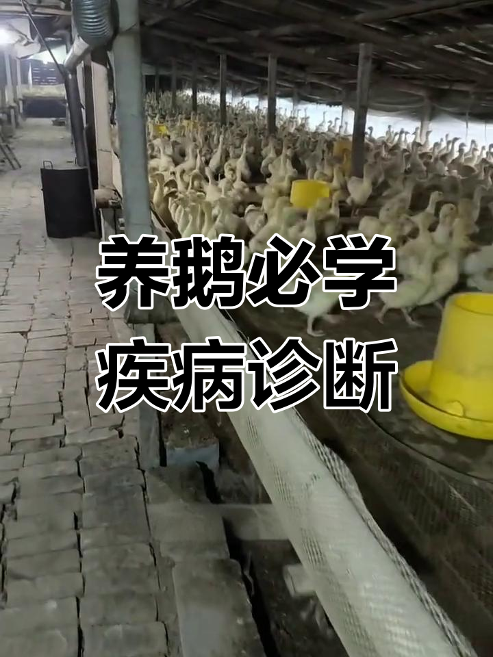 鹅病快速判断技巧,掌握这些症状轻松应对