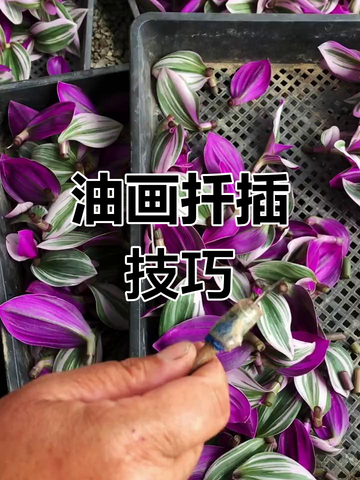 油画多肉轻松繁殖,教你一招成活率超高