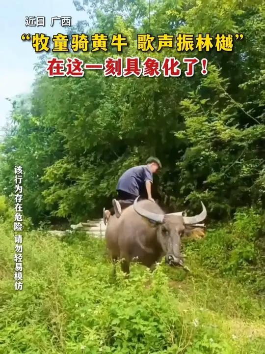 “牧童骑黄牛,歌声振林樾。”近日,广西网友分享的小男孩骑牛玩耍视频,勾起了不少网友的童年回