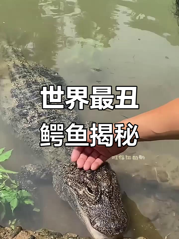 恒河鳄：世界上最丑的鳄鱼，嘴巴奇特却能捕食大猎物