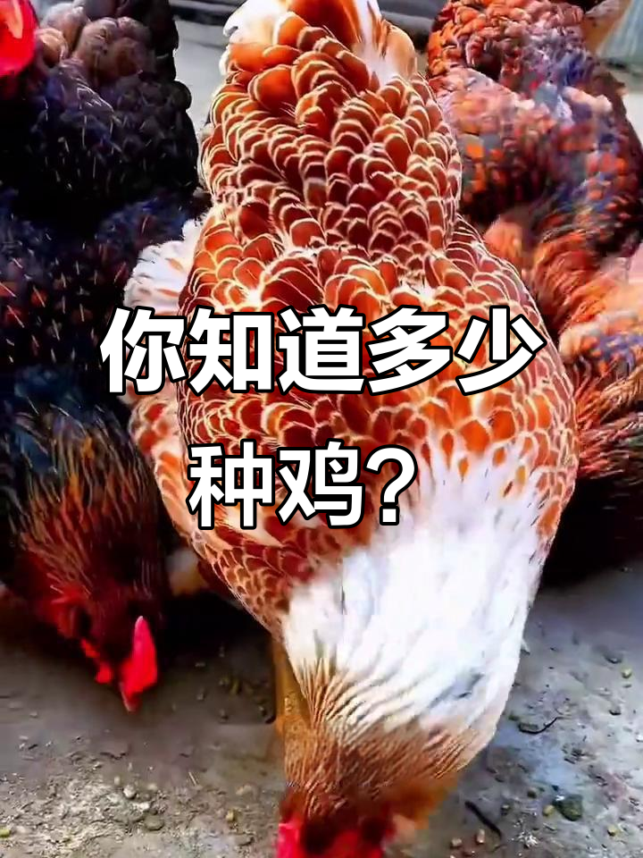 17种常见鸡品种大揭秘,看看你认识几种?
