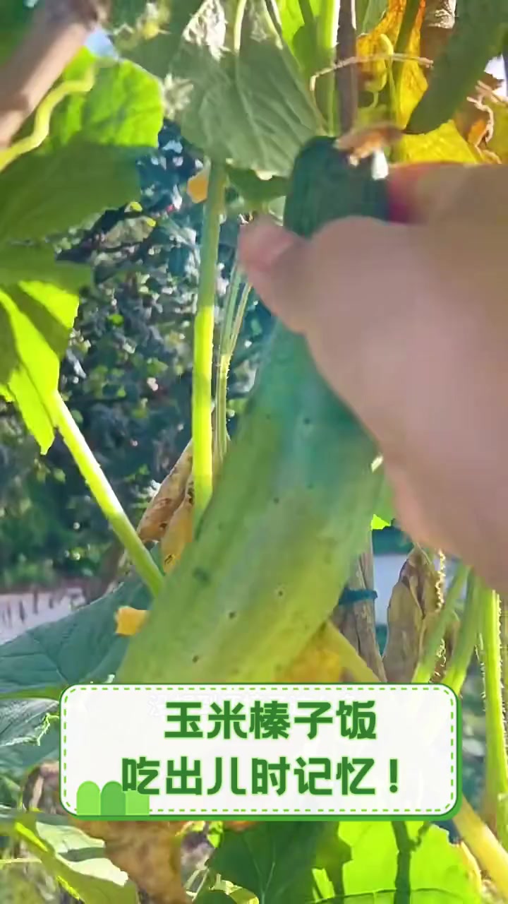 玉米榛子饭,吃出儿时记忆!