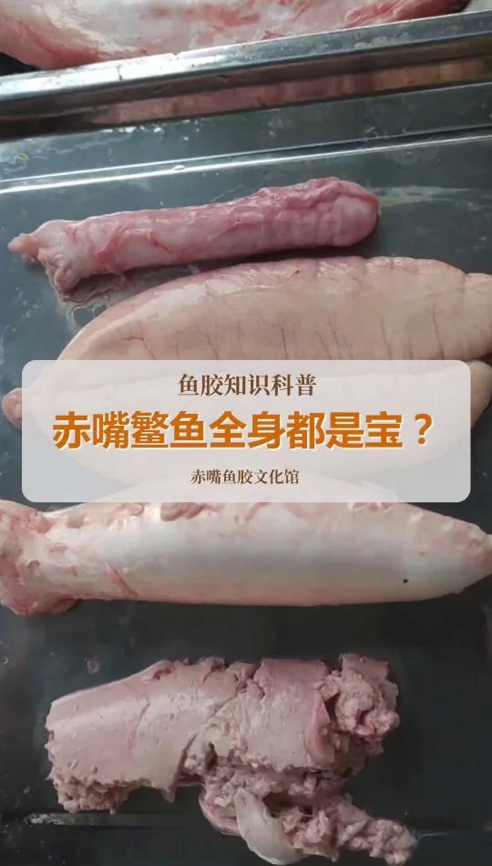 赤嘴鳘全身都是宝!