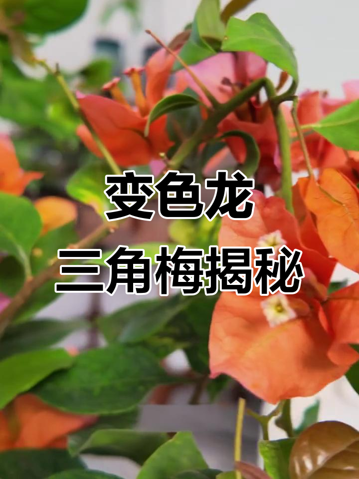 变色龙三角梅:娇俏多变的花朵与神秘土壤