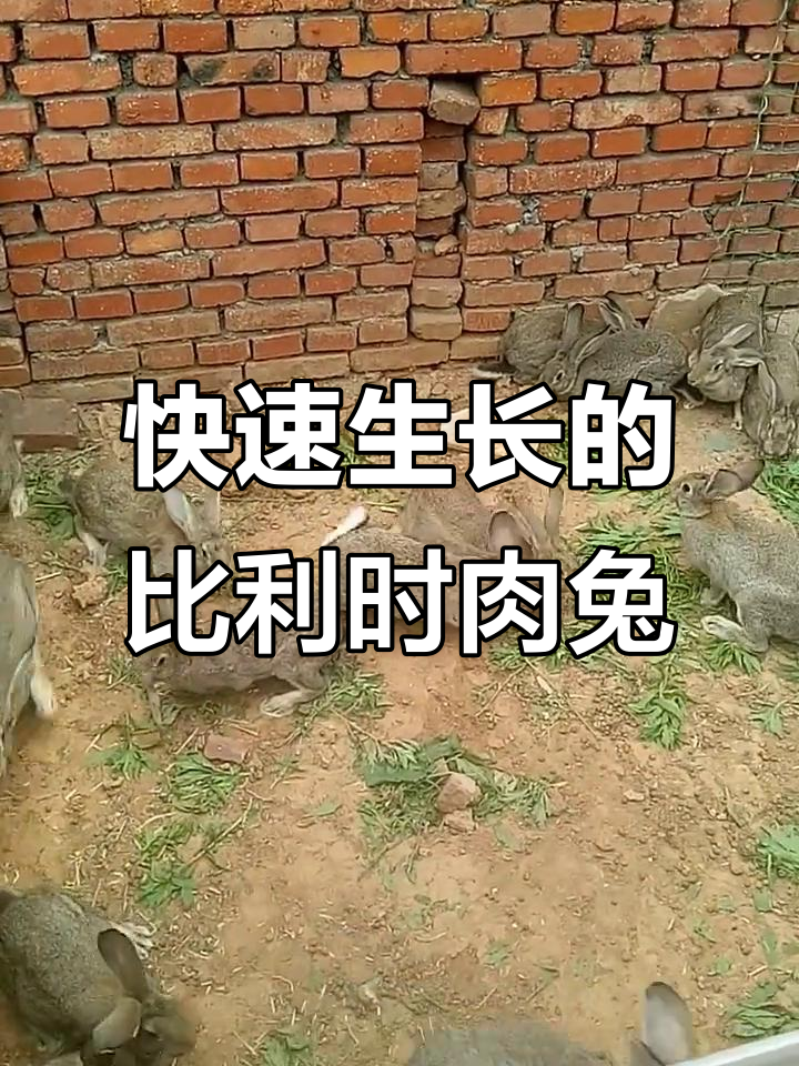 比利时肉兔:抗病力强,散养更佳