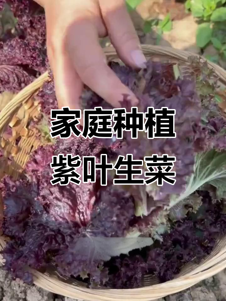 在家阳台种紫叶生菜,轻松收获美味又美观的蔬菜