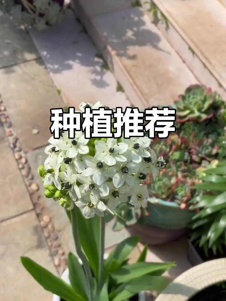 从种球到绽放，天鹅绒与伯利恒之星超好养！