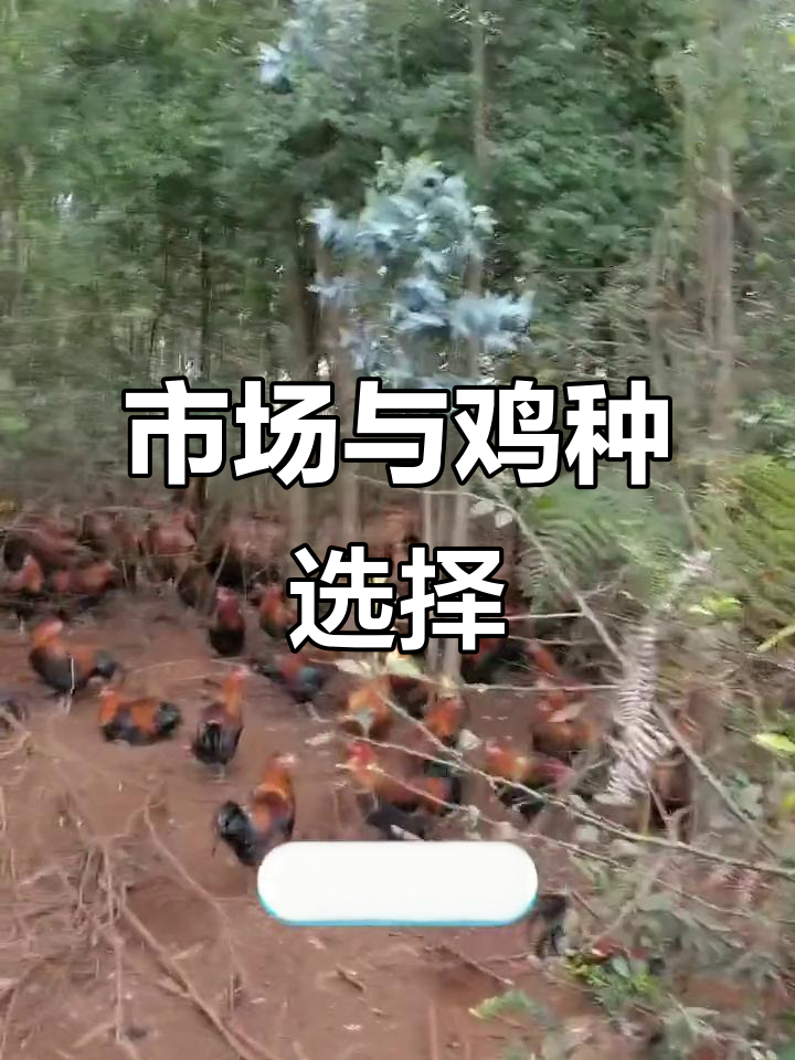 鸡的品种与市场定位紧密相关,适合各消费群体的需求