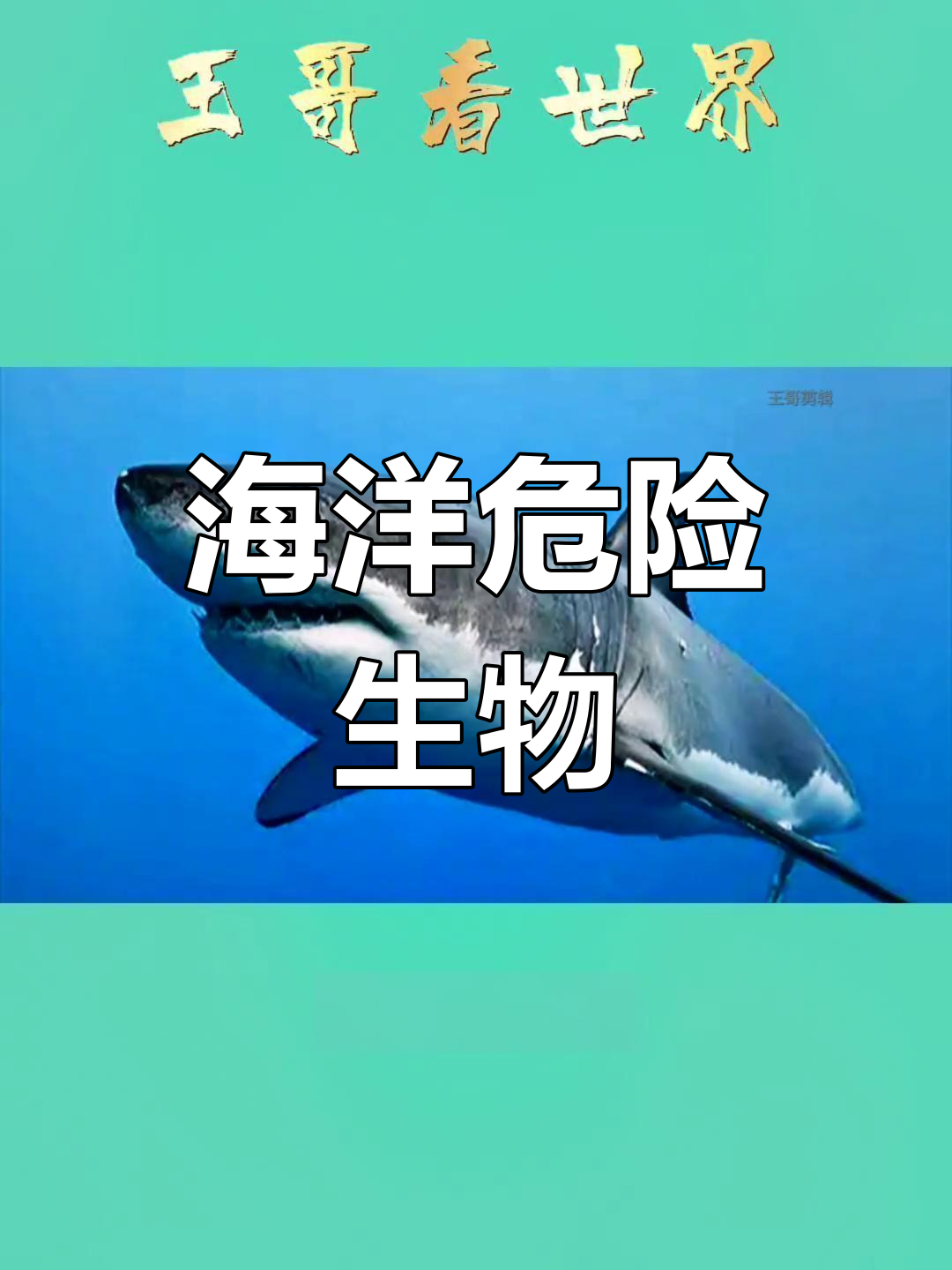 全球最凶猛鲨鱼,遇到务必警惕!
