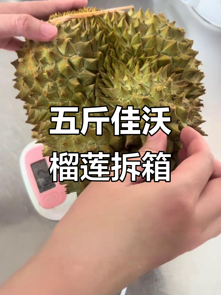佳沃榴莲开箱,五斤多一点能开出多少肉?
