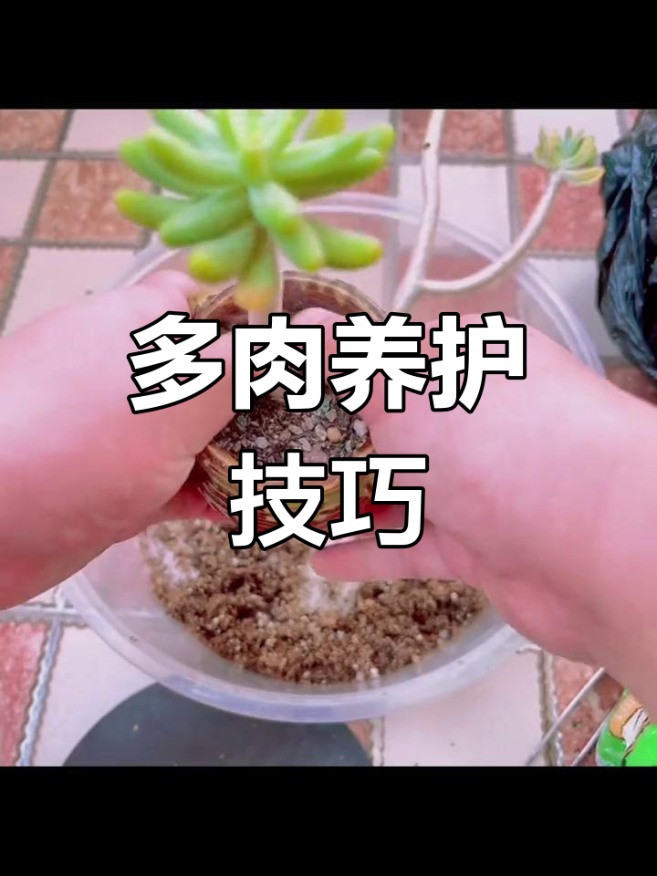 八千代根系问题检查与处理