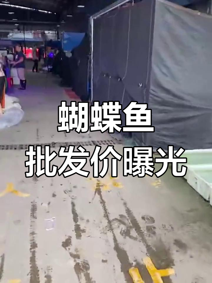 批发市场蝴蝶鱼价格揭秘